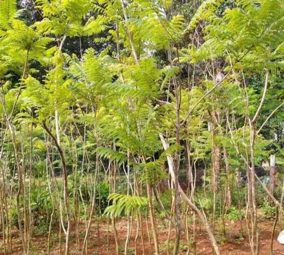 jual pohon jacaranda cakaranda ungu 10