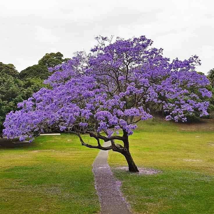 jual pohon jacaranda cakaranda ungu 12