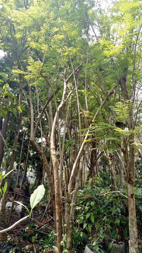 jual pohon jacaranda cakaranda ungu 13