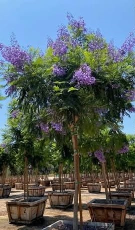 jual pohon jacaranda cakaranda ungu 14