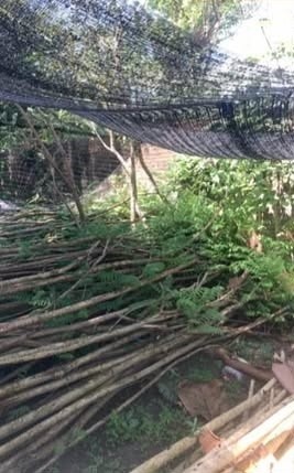 jual pohon jacaranda cakaranda ungu 16