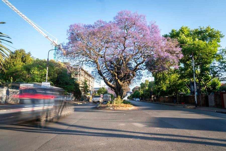 jual pohon jacaranda cakaranda ungu 2