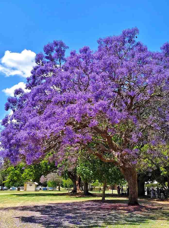 Pohon Jacaranda