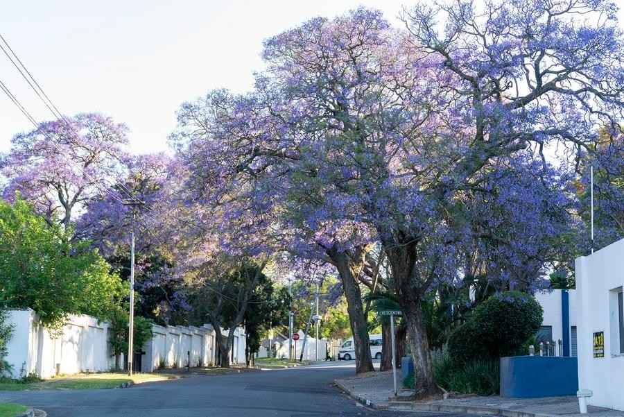 jual pohon jacaranda cakaranda ungu 5