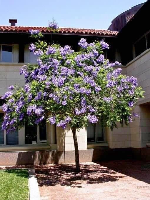 jual pohon jacaranda cakaranda ungu 7