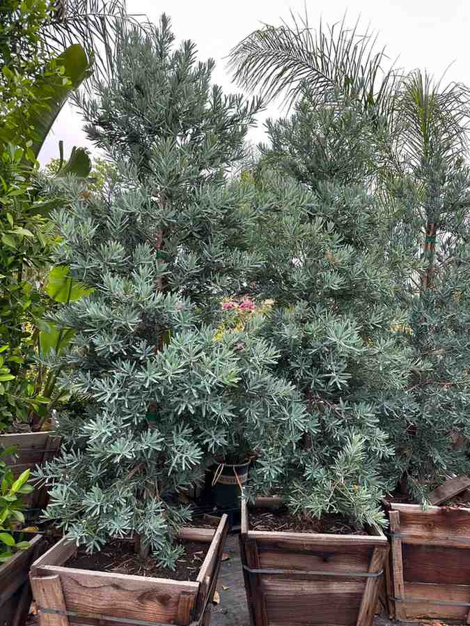 jual pohon lohansung blue ice premium 3