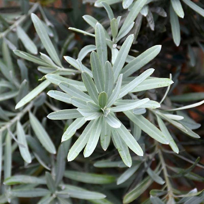 Pohon Lohansung Blue Ice