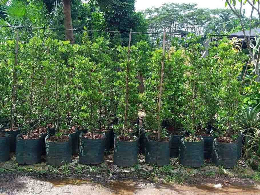 jual pohon lohansung hijau 1