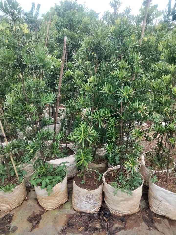 jual pohon lohansung hijau 10