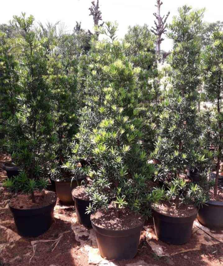 jual pohon lohansung hijau 2