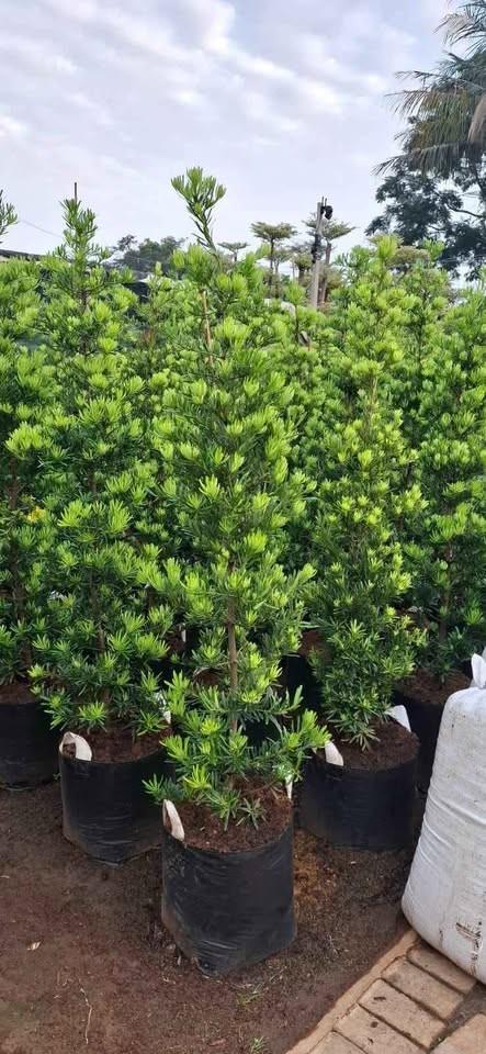jual pohon lohansung hijau 3