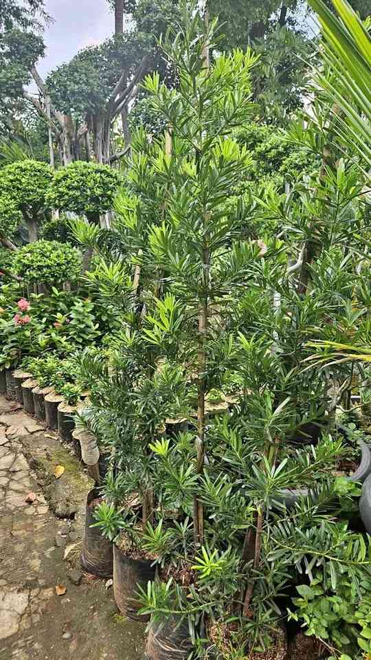 jual pohon lohansung hijau 4
