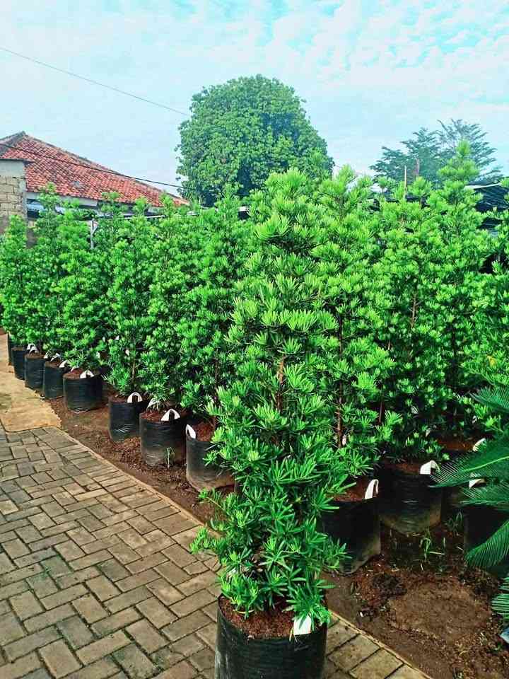 Pohon Lohansung