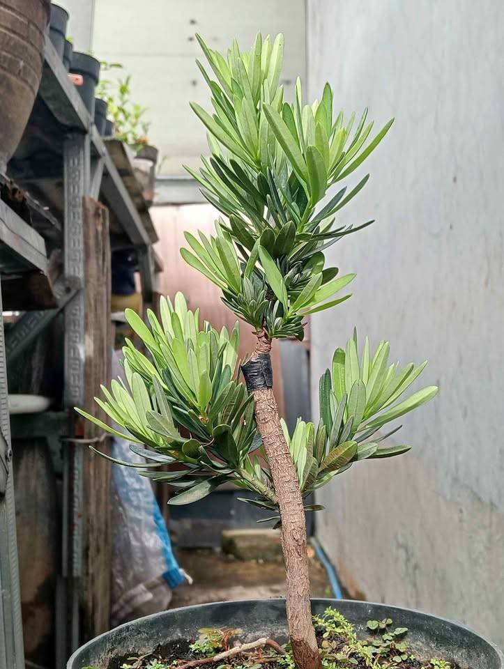 jual pohon lohansung hijau 6