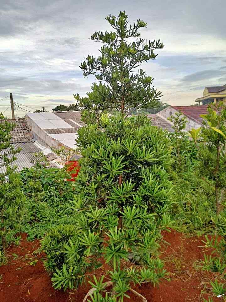 jual pohon lohansung hijau 8