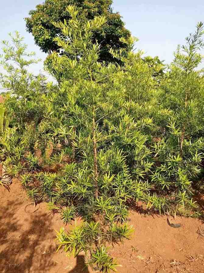 jual pohon lohansung hijau 9