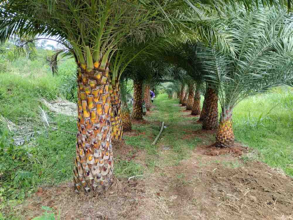 jual pohon palem kenari kecil besar 1