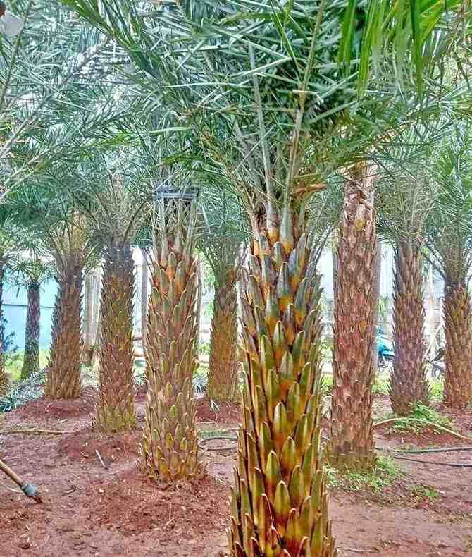jual pohon palem kenari kecil besar 10