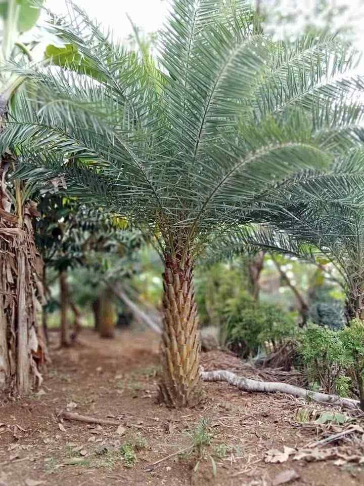 jual pohon palem kenari kecil besar 12