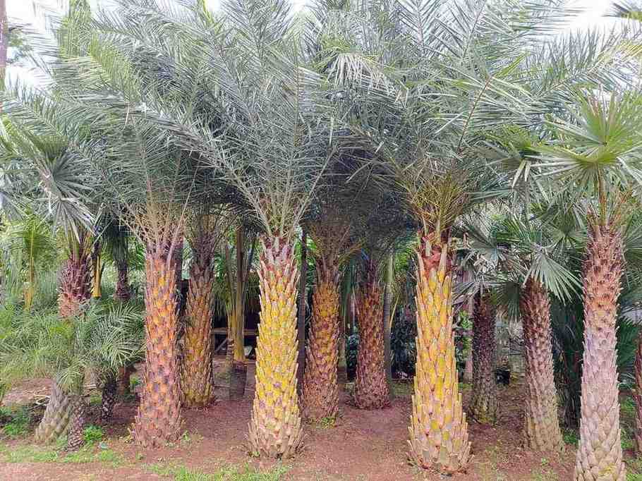 jual pohon palem kenari kecil besar 13