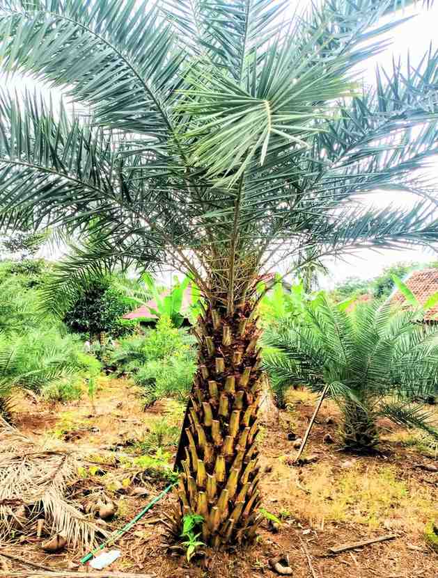 jual pohon palem kenari kecil besar 15