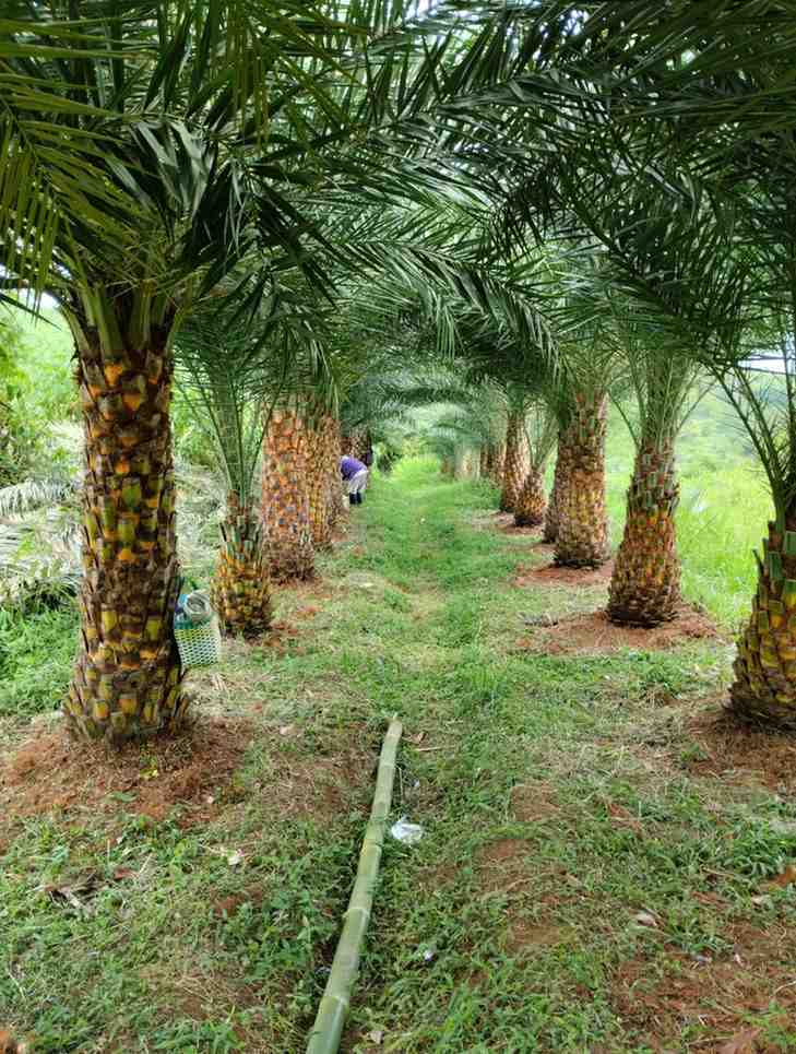 jual pohon palem kenari kecil besar 2