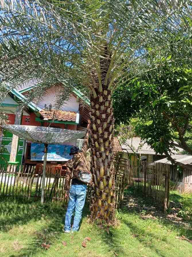 jual pohon palem kenari kecil besar 3