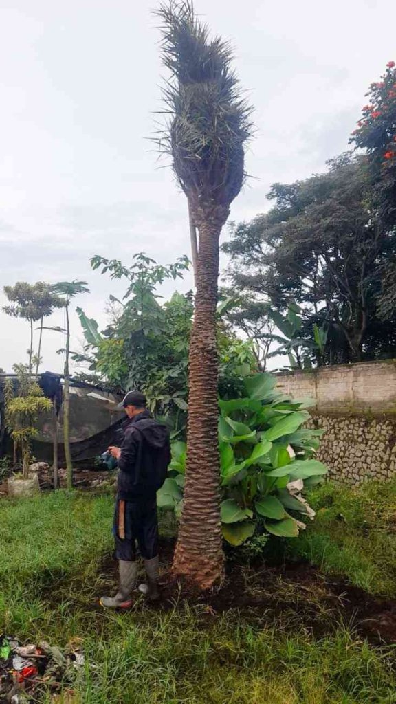 jual pohon palem kenari kecil besar 4