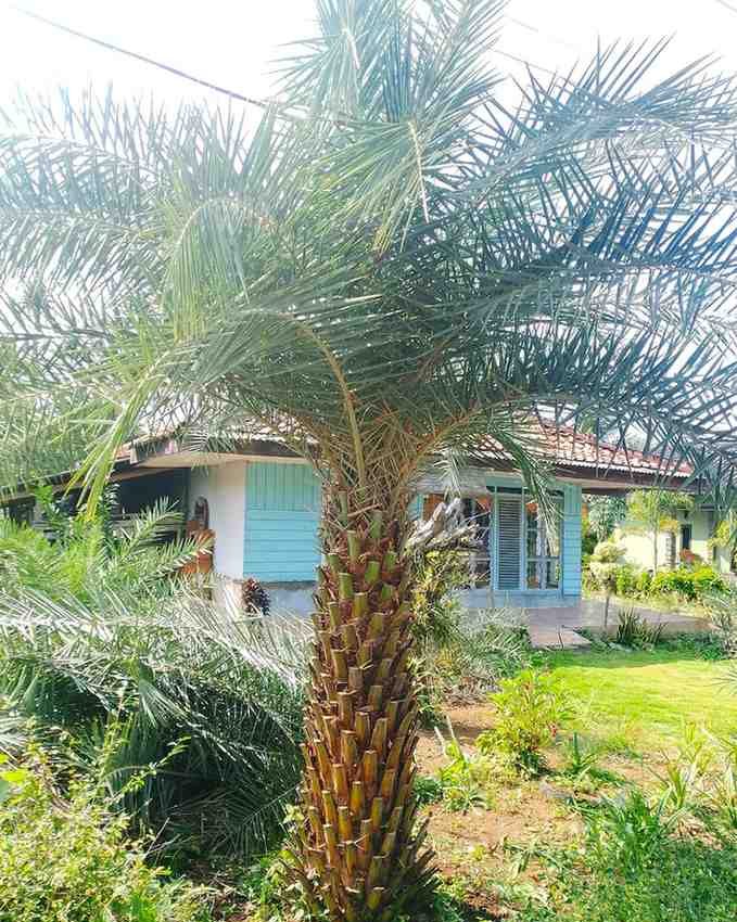 jual pohon palem kenari kecil besar 5 e1765416405780