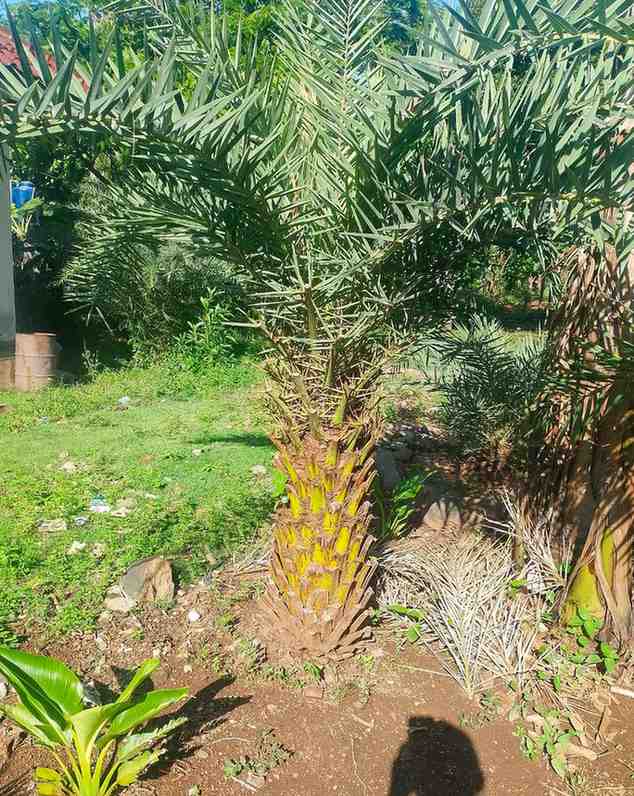 jual pohon palem kenari kecil besar 7