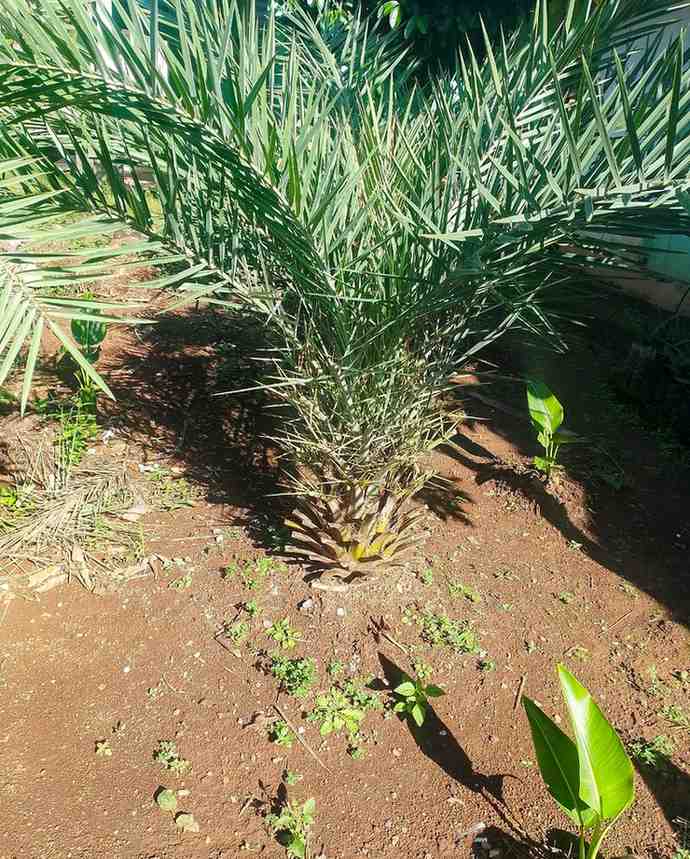 jual pohon palem kenari kecil besar 8