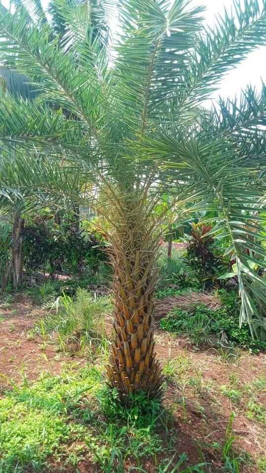 jual pohon palem kenari kecil besar 9