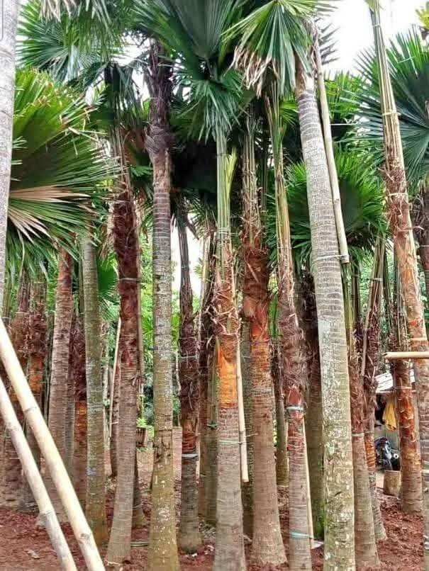 jual pohon palem sadeng pohon taman 1