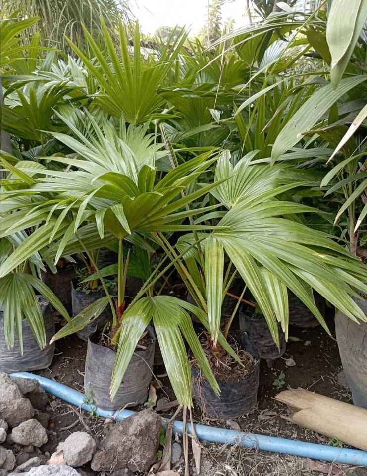 jual pohon palem sadeng pohon taman 11