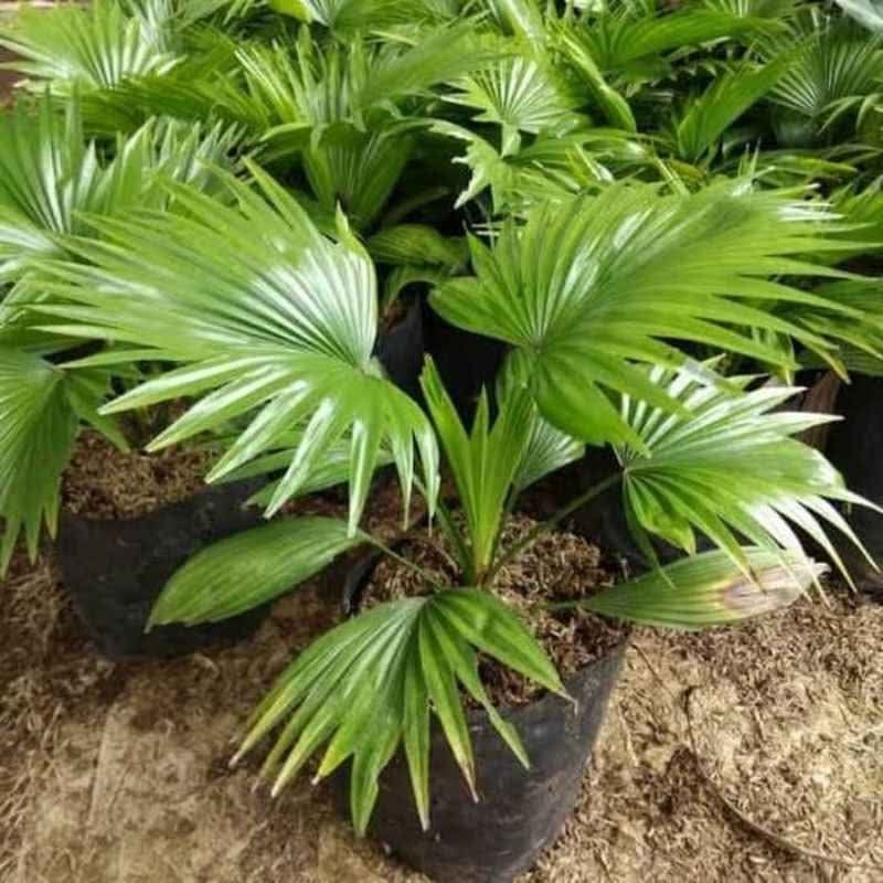 jual pohon palem sadeng pohon taman 2