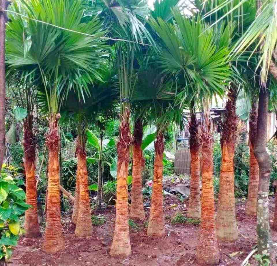 Pohon Palem Sadeng
