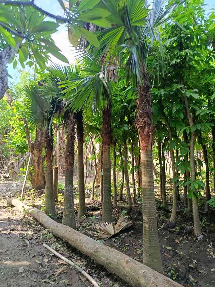 jual pohon palem sadeng pohon taman 5