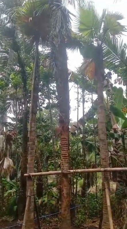 jual pohon palem sadeng pohon taman 6