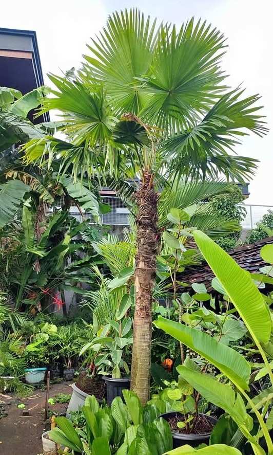 jual pohon palem sadeng pohon taman 7