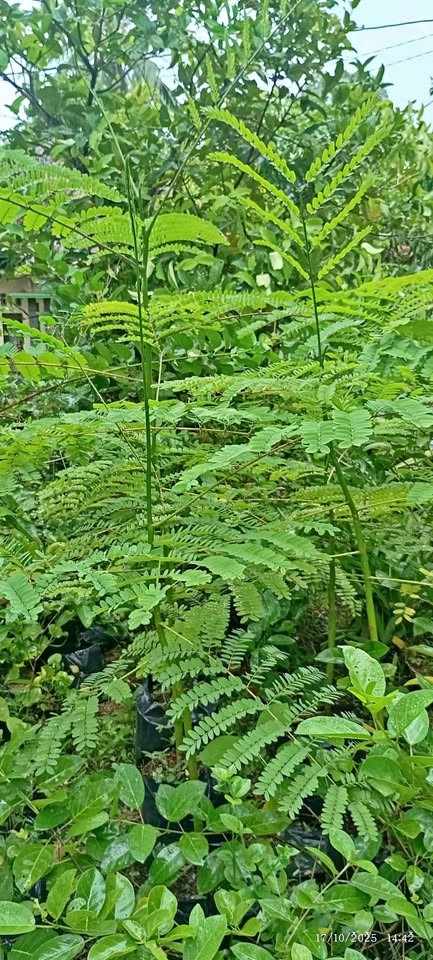 jual pohon solobium pakis brazil indah 1