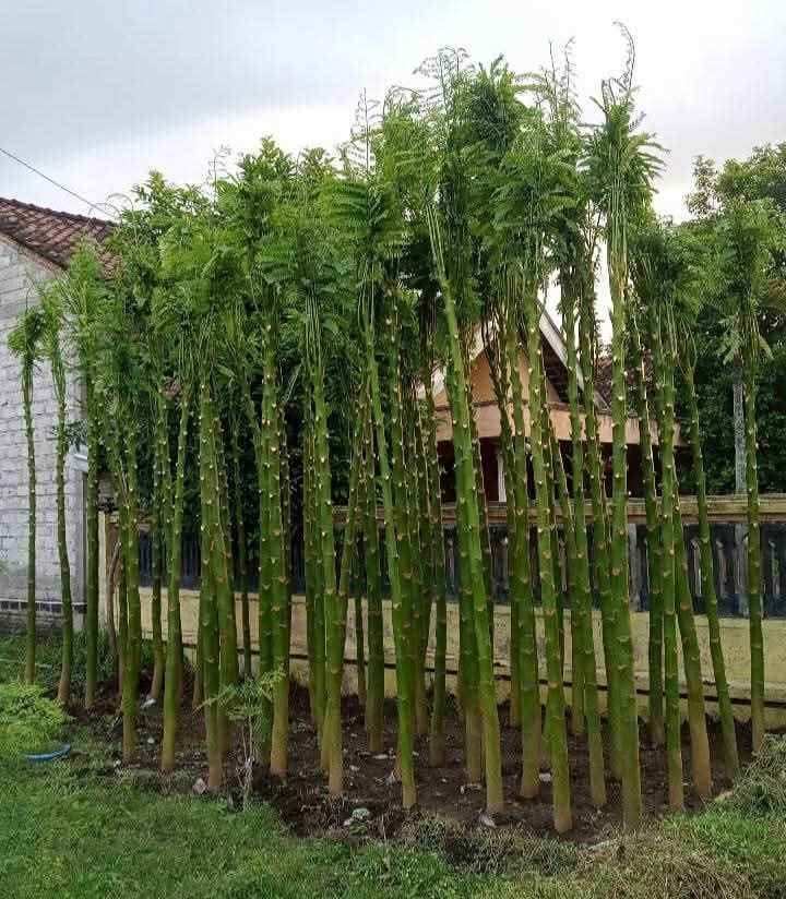 jual pohon solobium pakis brazil indah 10