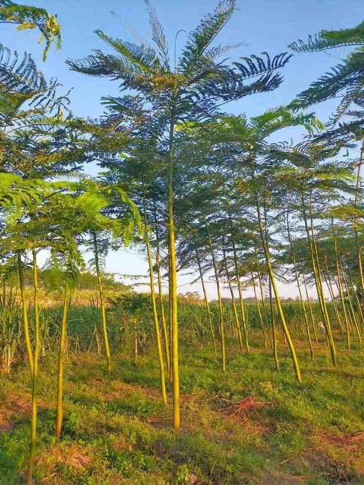 jual pohon solobium pakis brazil indah 11