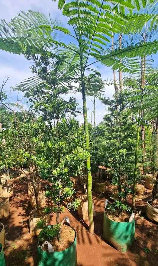 jual pohon solobium pakis brazil indah 12