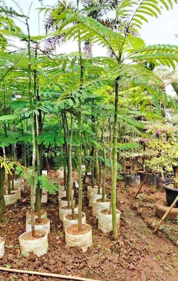 jual pohon solobium pakis brazil indah 13