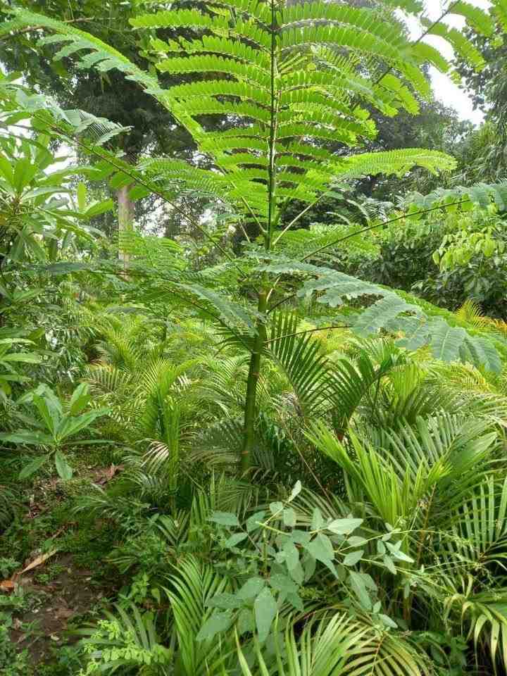 jual pohon solobium pakis brazil indah 14