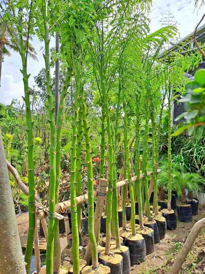 jual pohon solobium pakis brazil indah 2