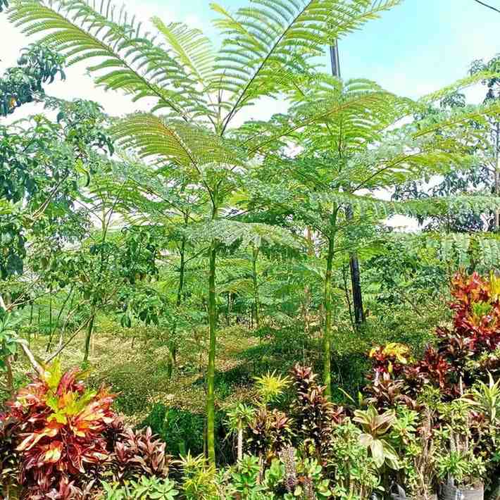 jual pohon solobium pakis brazil indah 3