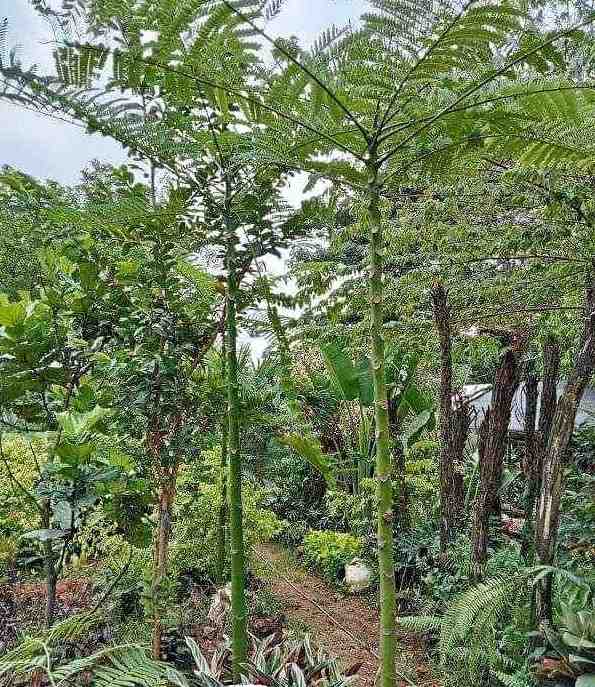 jual pohon solobium pakis brazil indah 4