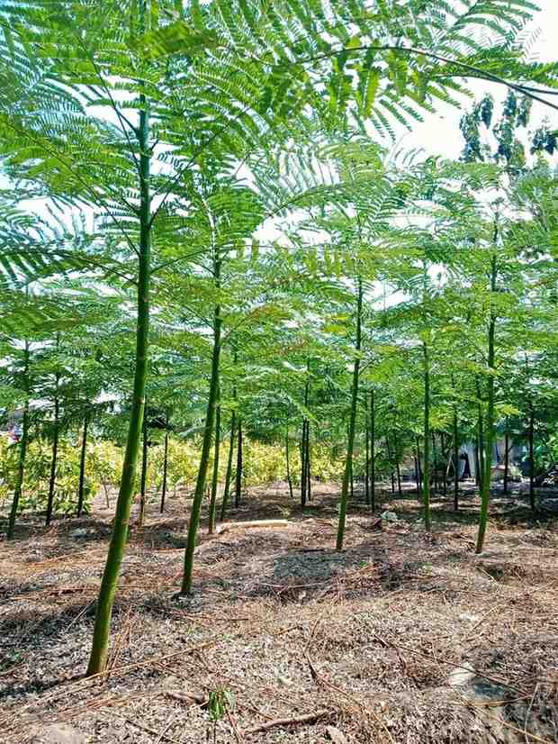 jual pohon solobium pakis brazil indah 5