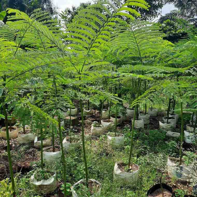 jual pohon solobium pakis brazil indah 6